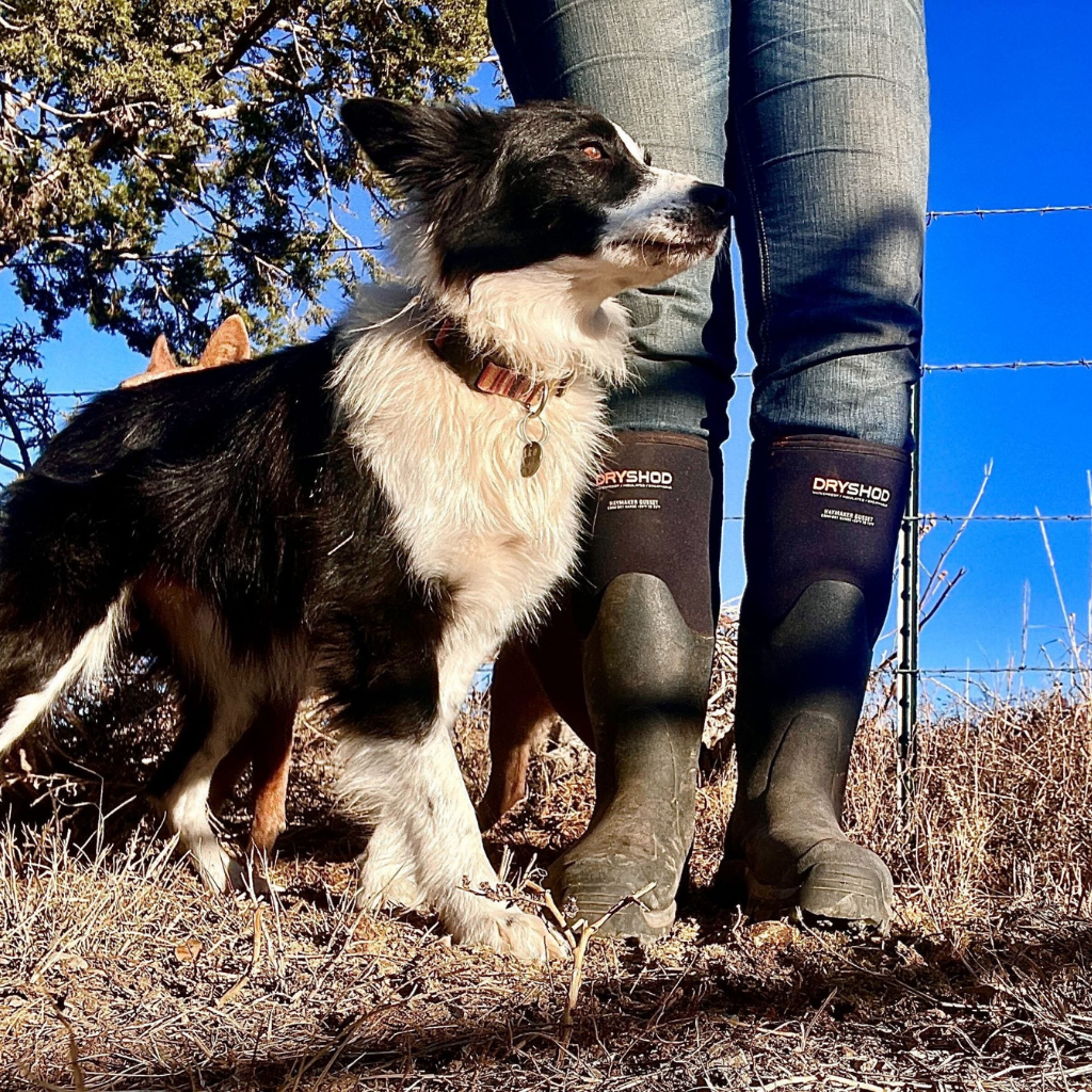 Dryshod boots with dog image